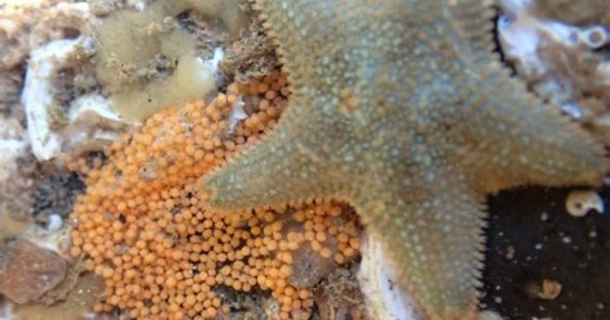 Does a Starfish Lay Eggs