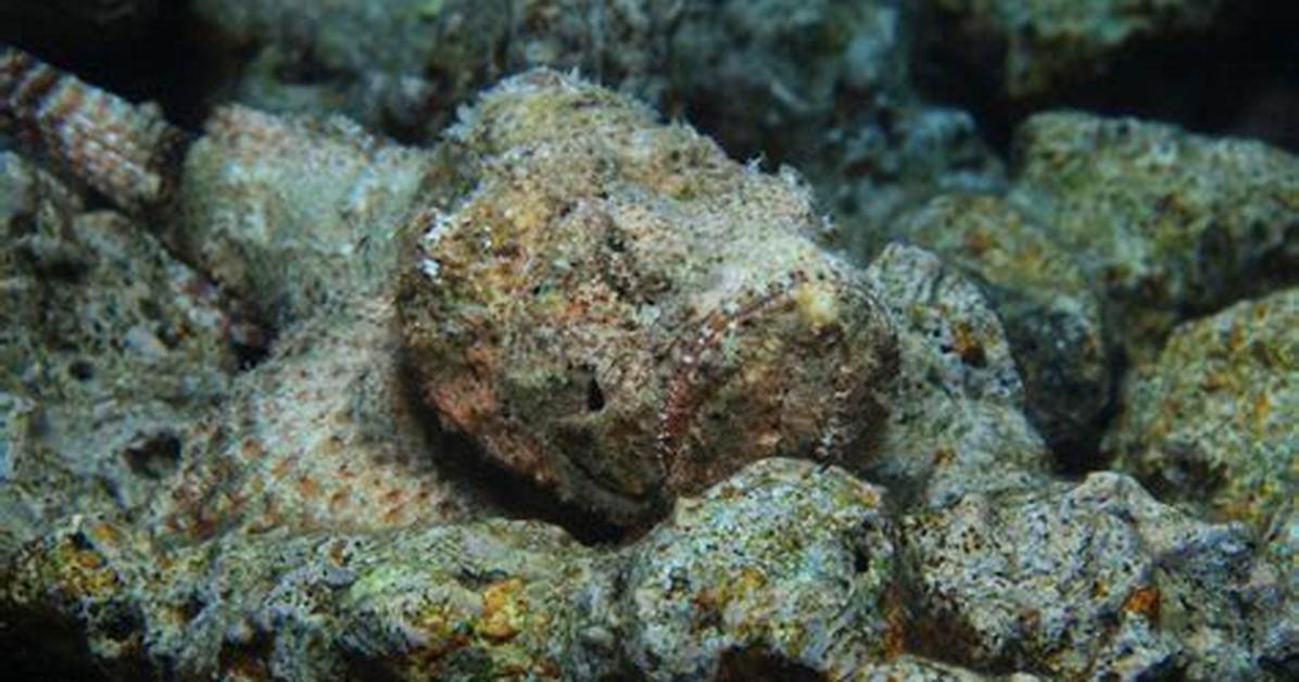 Does a Stonefish Reproduce?