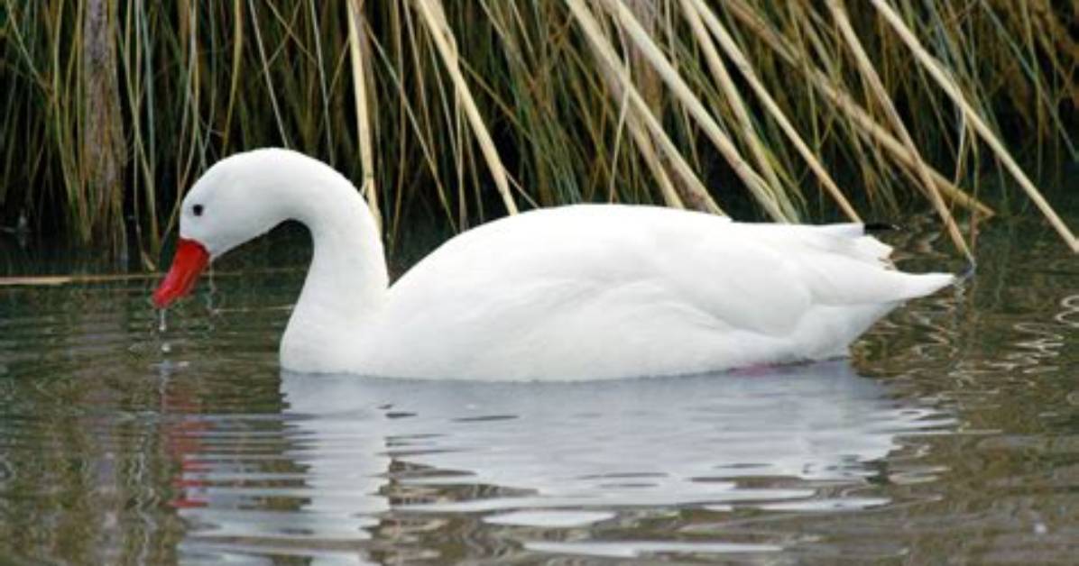 Does a Swan Croaks?