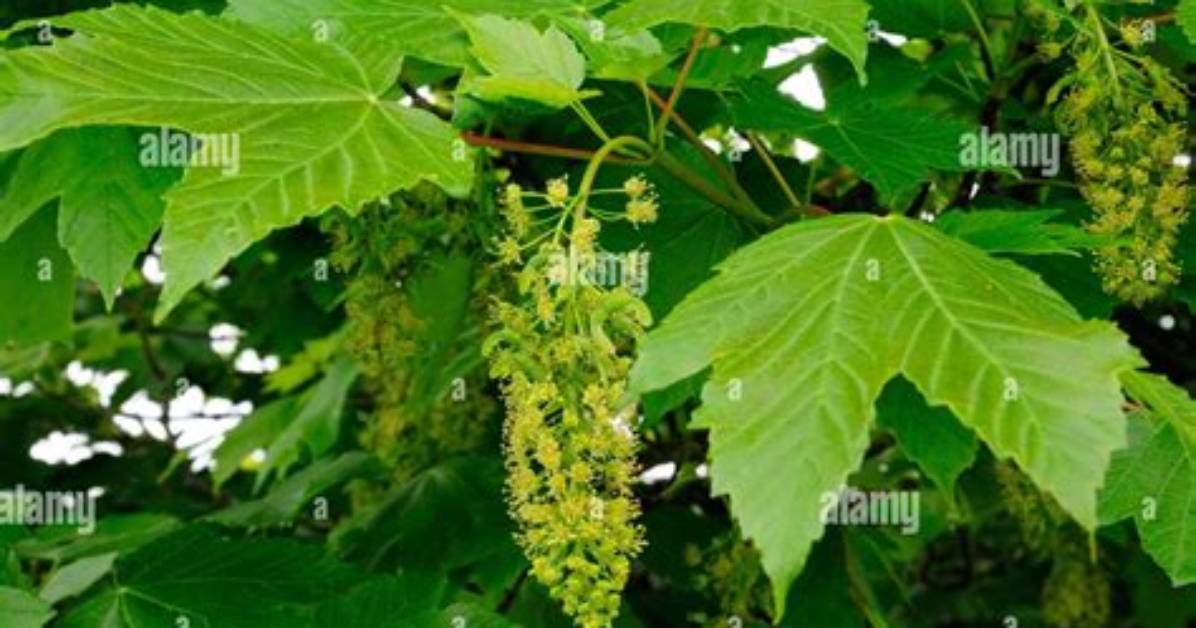 Does a Sycamore Tree Flower