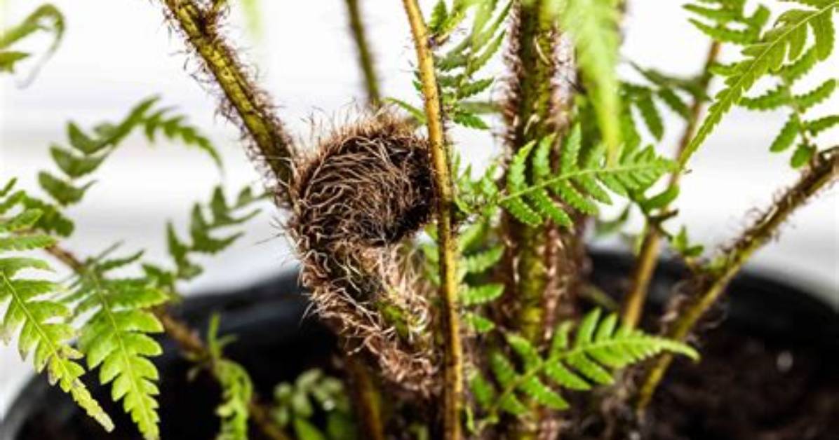 Does a Tree Fern Have Roots?