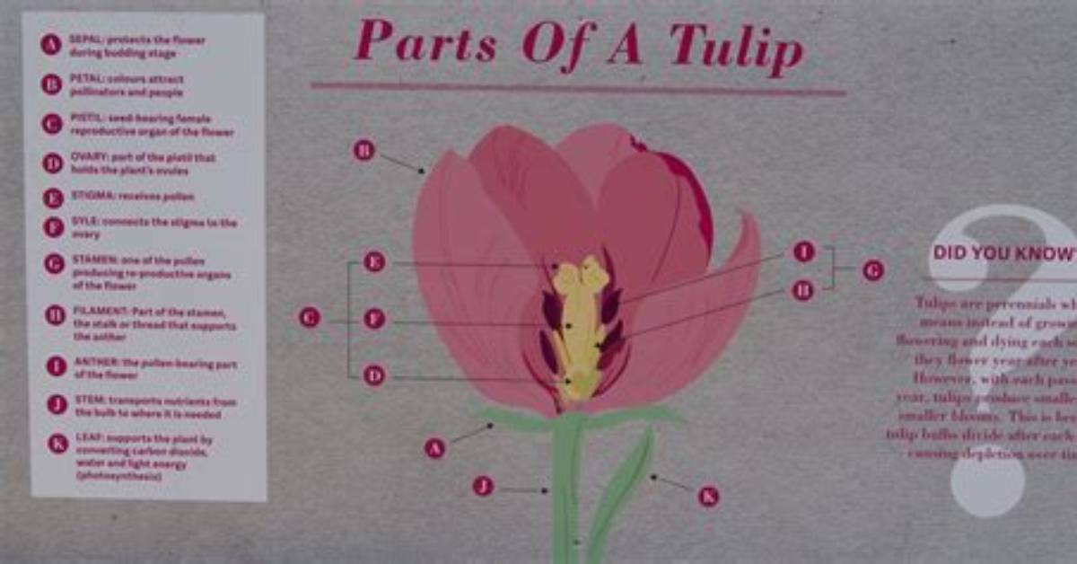 Does a Tulip Have Sepals