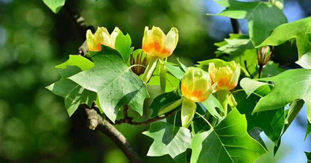 Does a Tulip Tree Bloom All Summer?