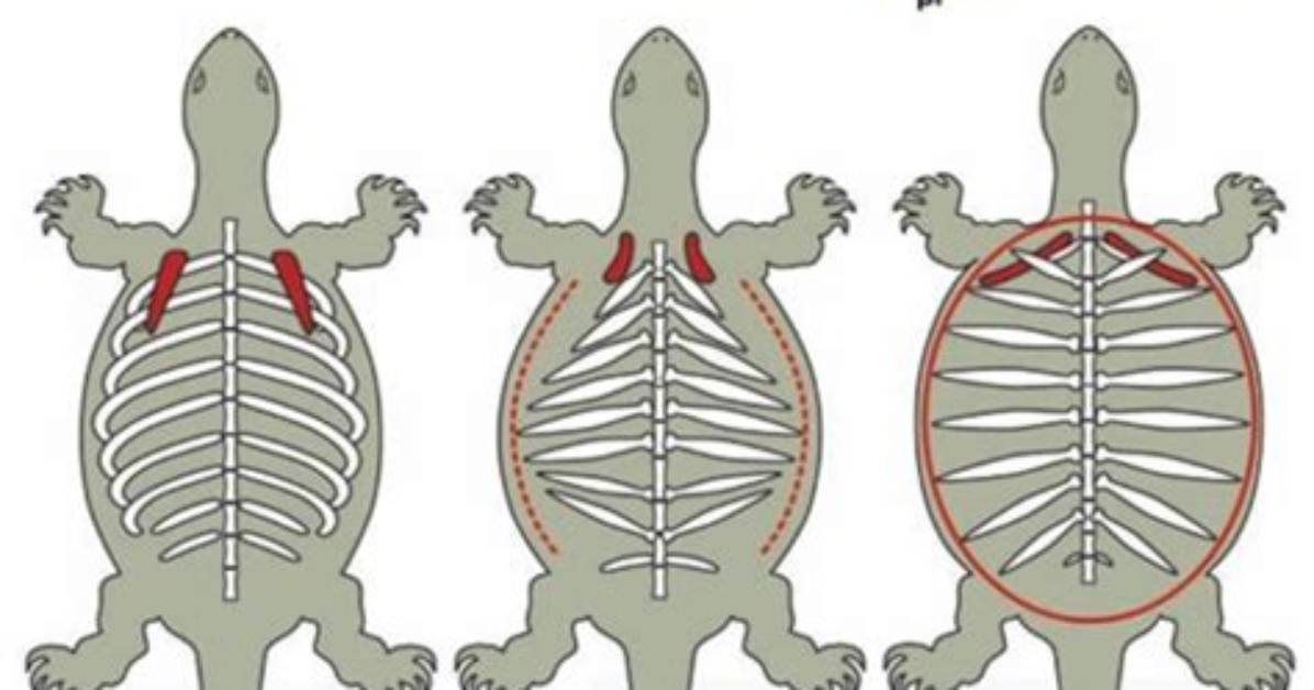 Does a Turtle Have an Exoskeleton?