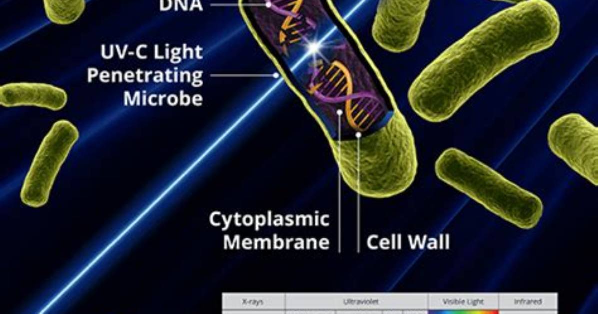 Does a Uv Light Kill Parasites