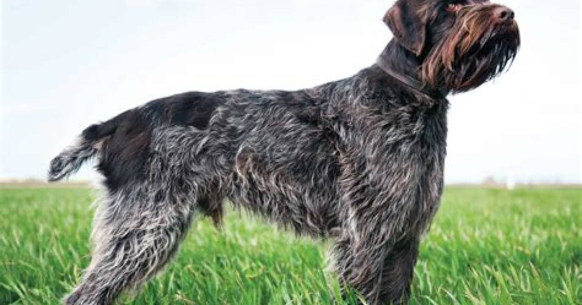 Does a Wirehaired Pointing Griffon Shed?