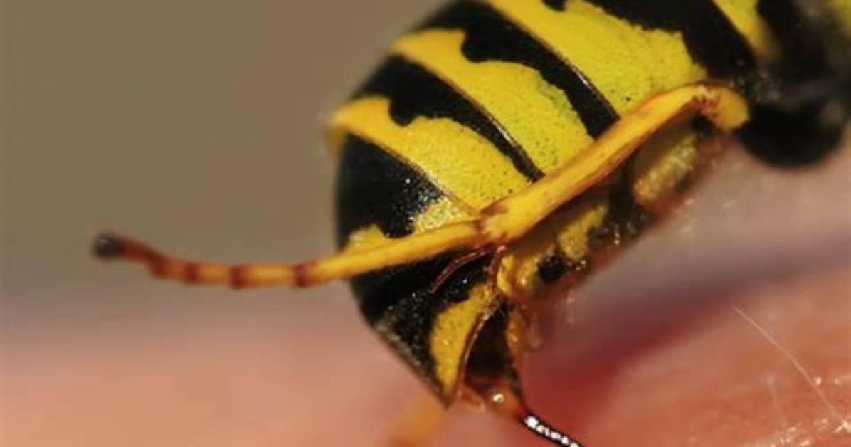 Does a Yellow Jacket Leave a Stinger?