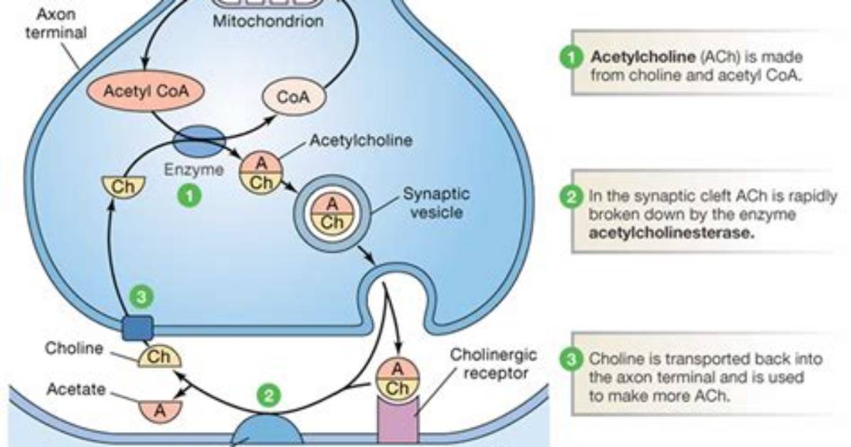 Does Acetylcholine Activates Muscles?