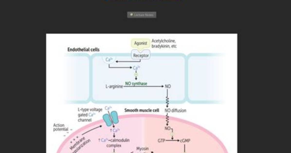 Does Acetylcholine Cause Vasodilation?