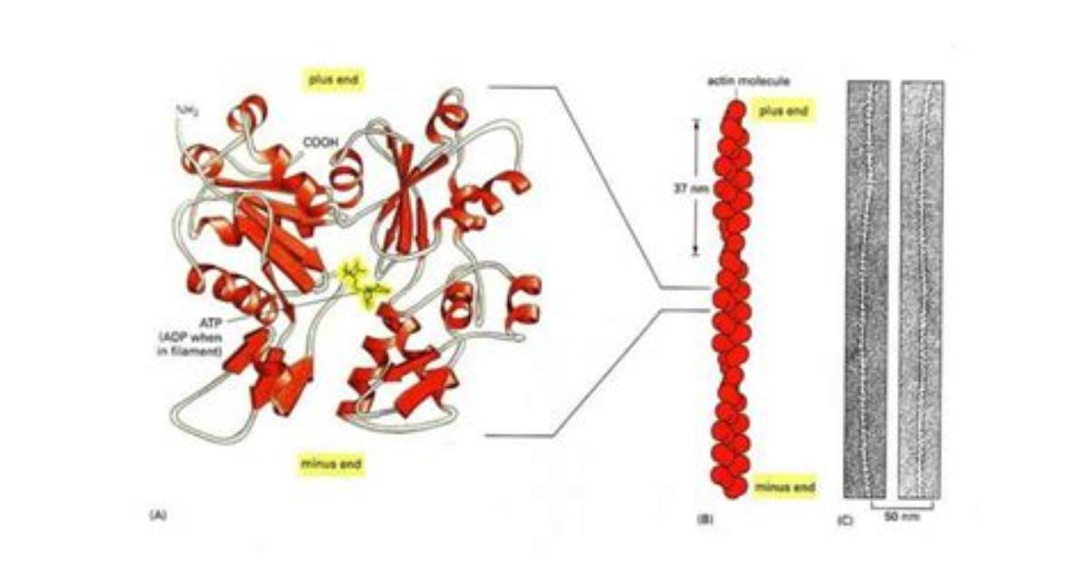 Does Actin Have a Quaternary Structure