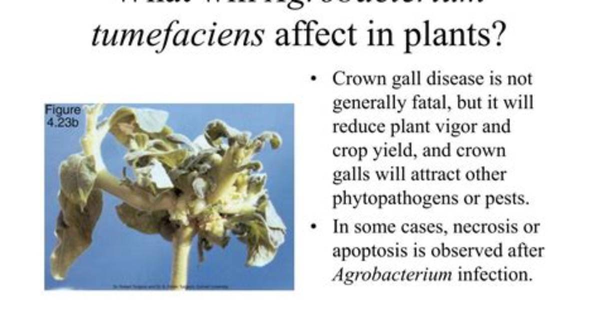 Does Agrobacterium Infect Monocot?
