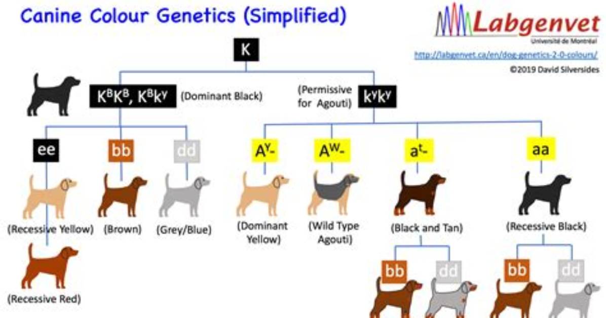 Does Akc Allow Line Breeding?