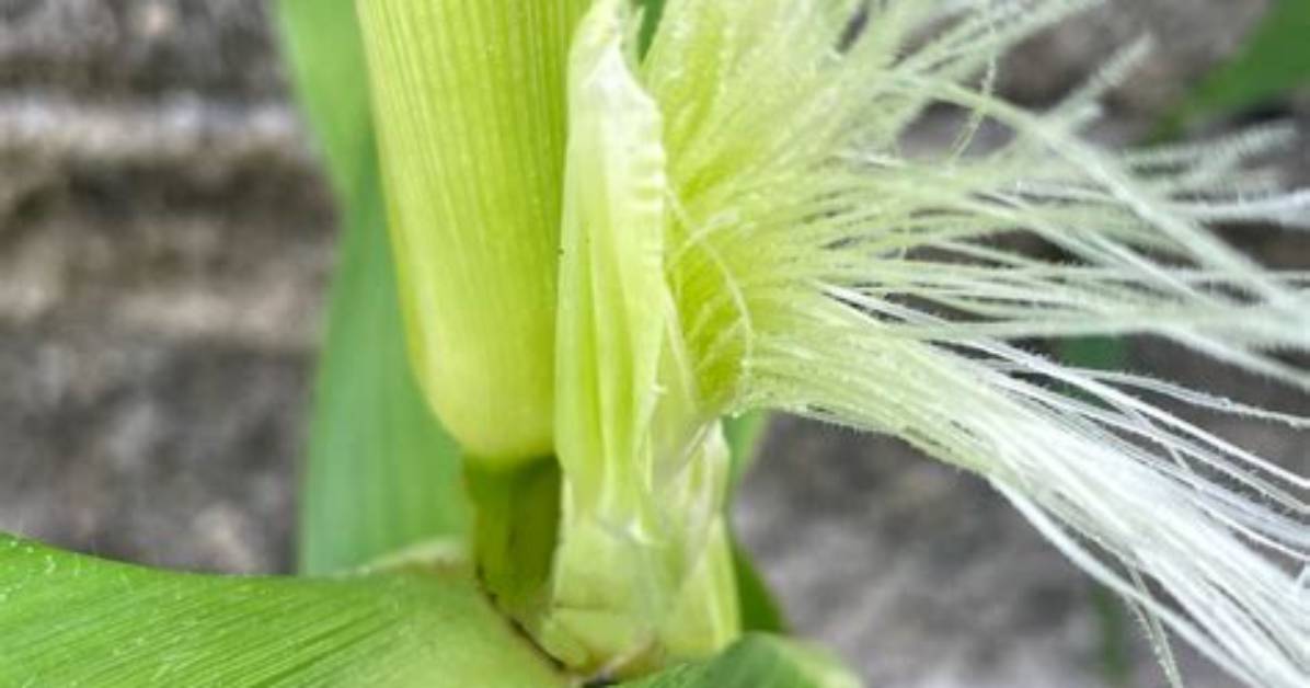 Does All Corn Have Tassels