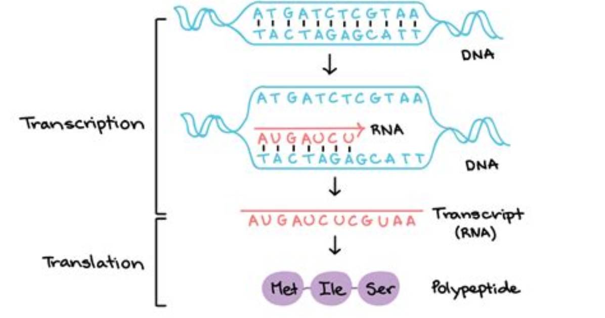 Does All Dna Get Transcribed?