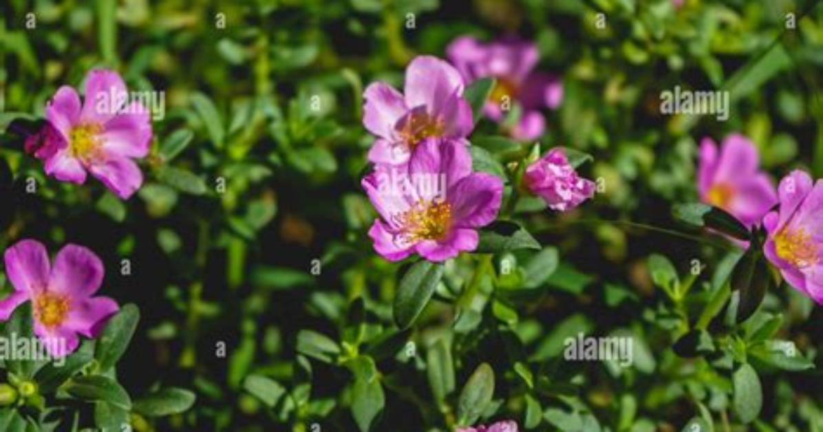 Does All Purslane Flower?