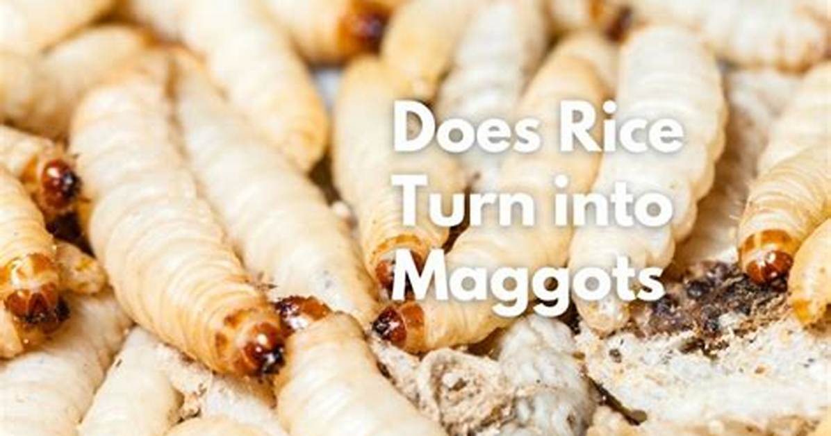 Does All Rice Have Maggots?