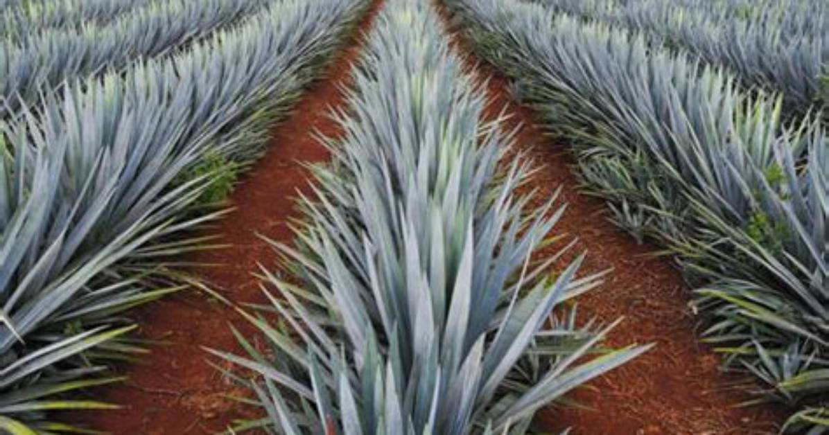 Does All Tequila Come from Jalisco?