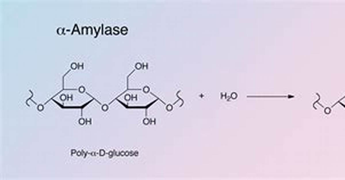 Does Alpha Amylase Require a Cofactor?