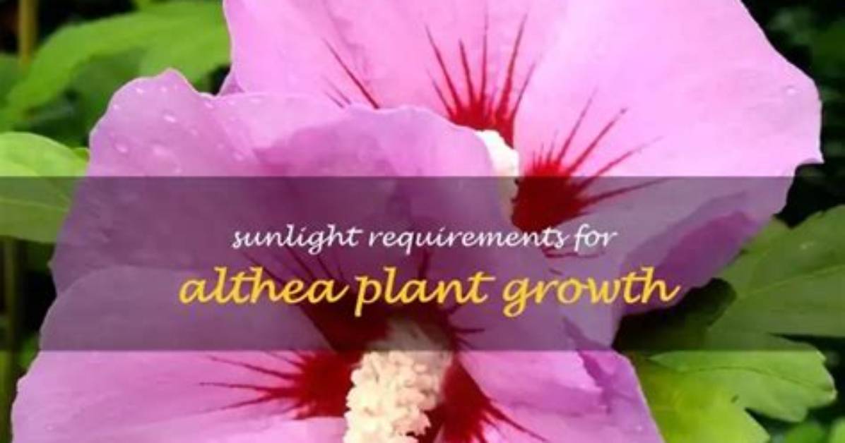 Does Althea Need Full Sun