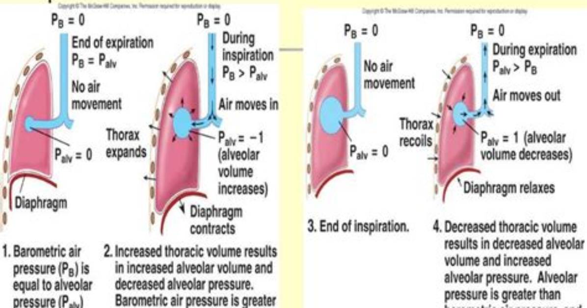 Does Alveolar Pressure Increase During Expiration?