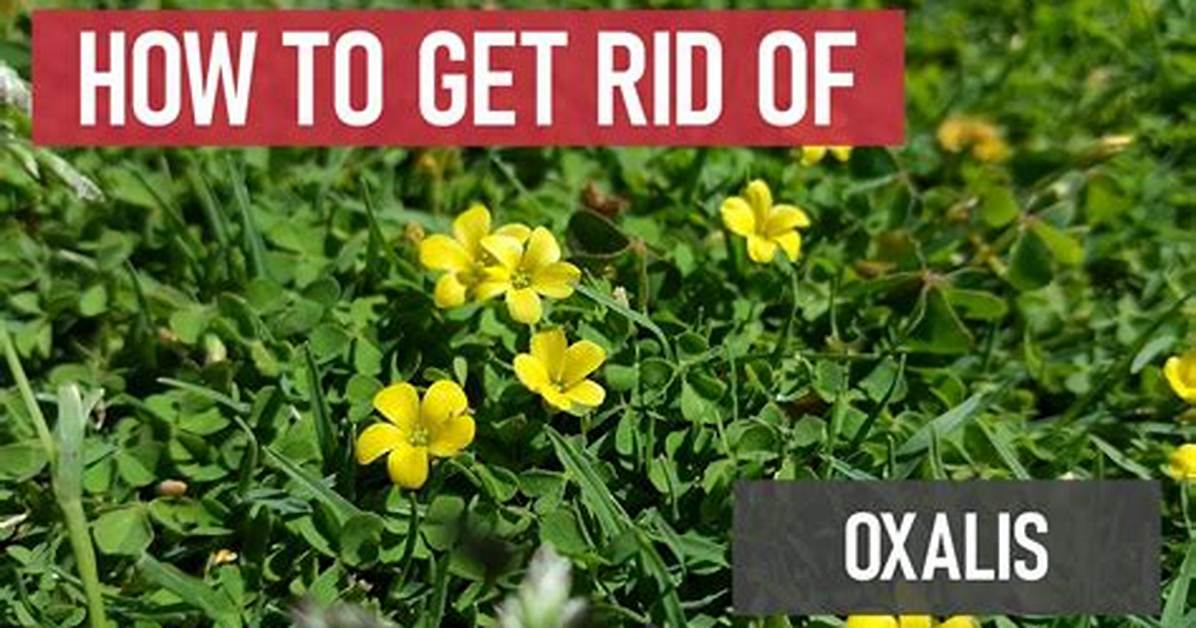 Does Amitrole Kill Oxalis?