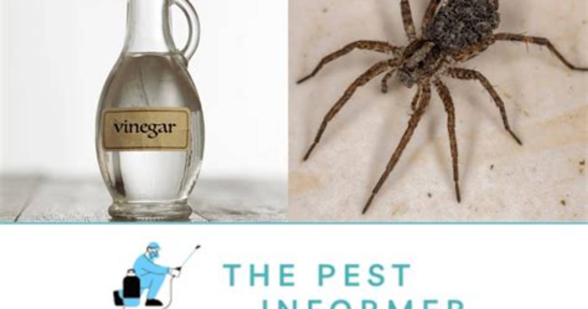 Does Ammonia Kill Spiders