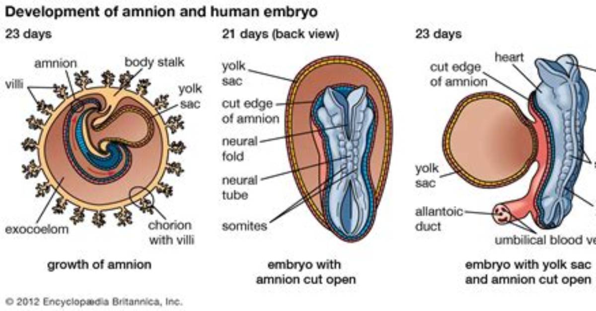 Does Amnion Have Stem Cells?
