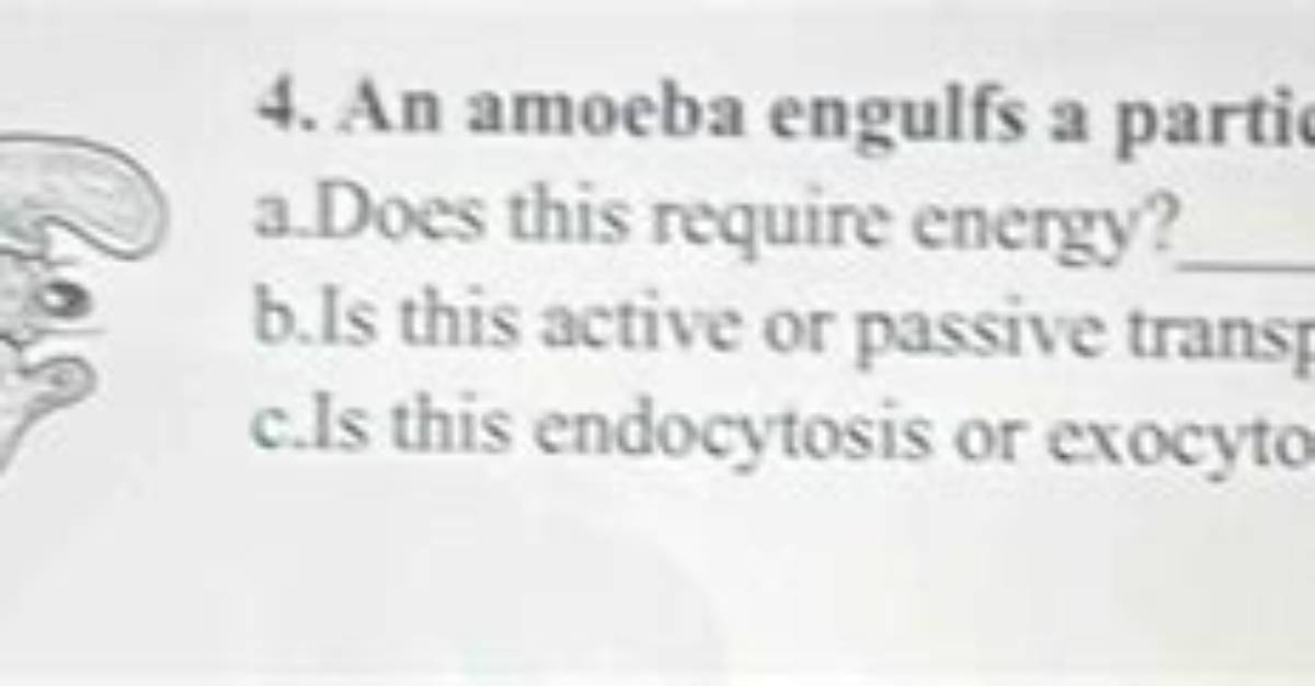 Does Amoeba Engulfs Require Energy?