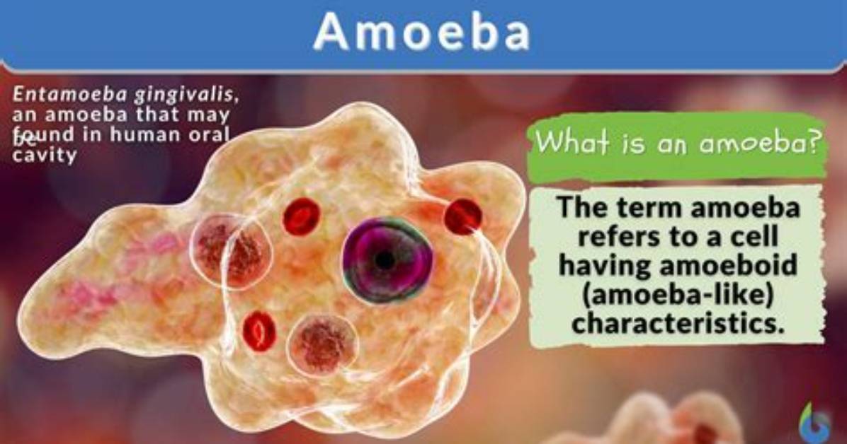 Does Amoeba Have an Eyespot?