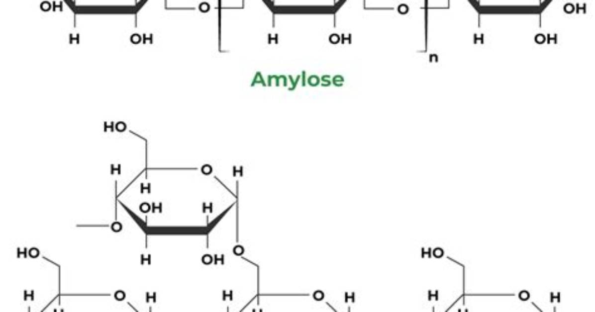 Does Amylose Have Hydrogen Bonds?
