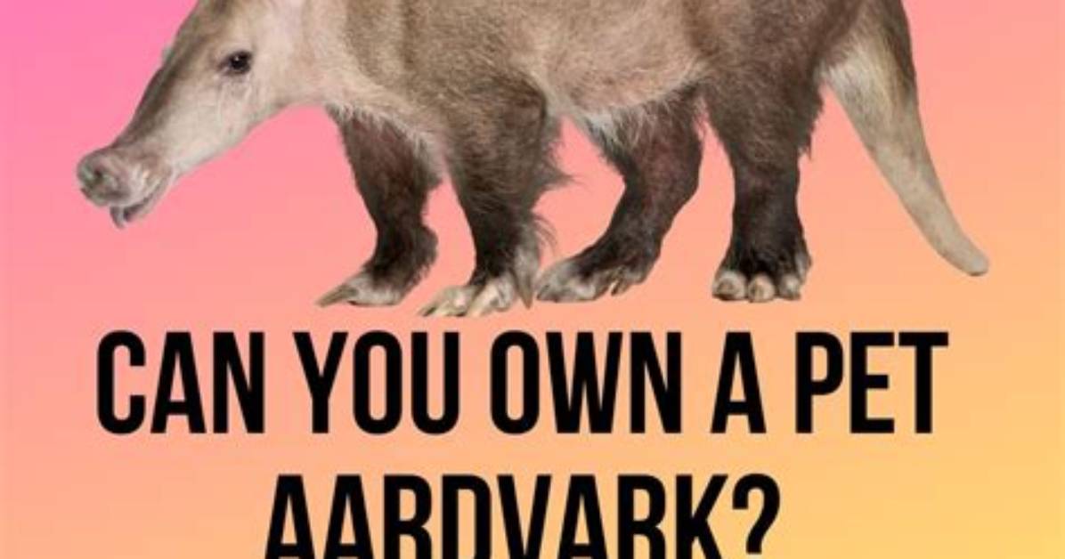 Does an Aardvark Make a Good Pet?