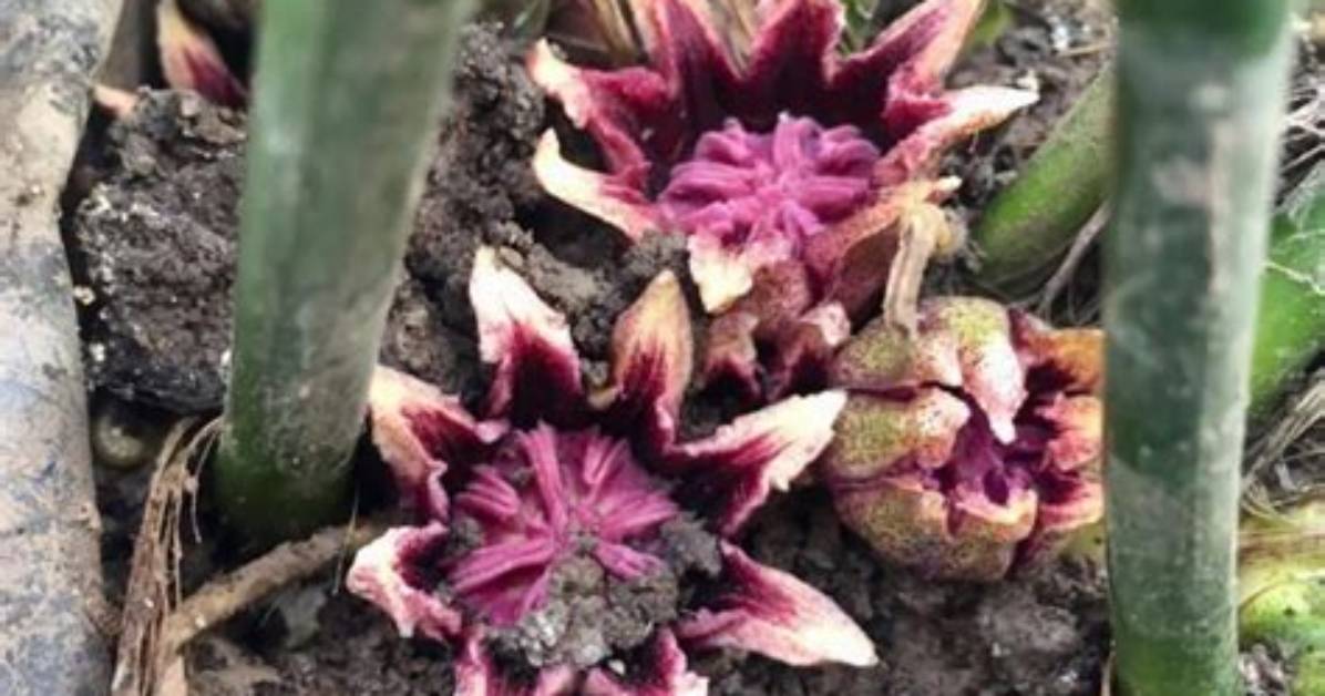 Does an Aspidistra Flower?