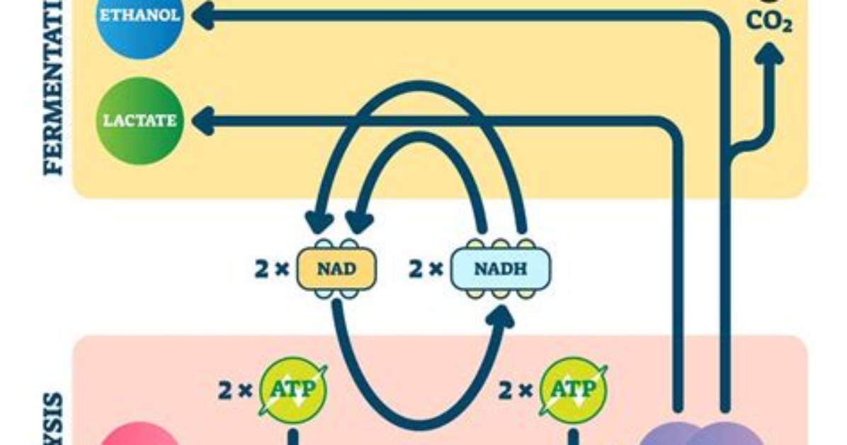 Does Anaerobic Respiration Require Oxygen?
