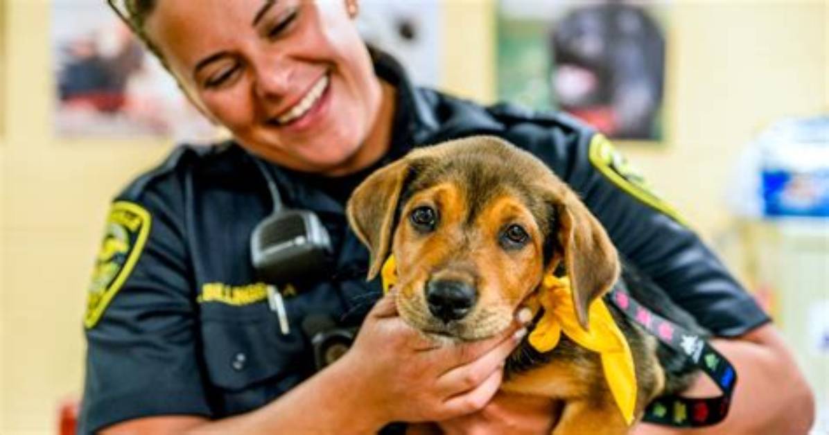 Does Animal Control Use Tranquilizers?