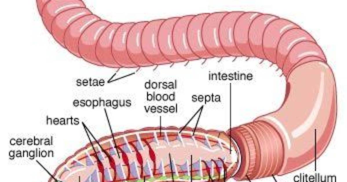 Does Annelids Have Cephalization?