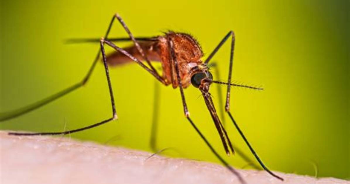 Does Anopheles Mosquito Make Noise?
