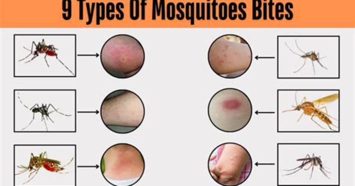 Does Antalya Have Mosquitoes?