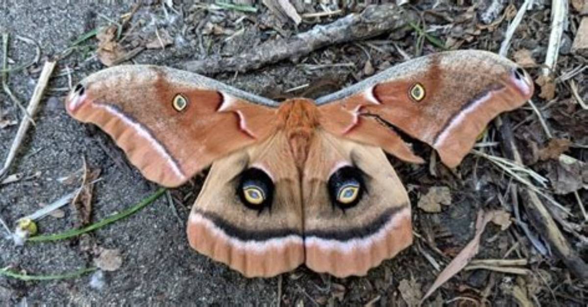 Does Antheraea Polyphemus Bite?