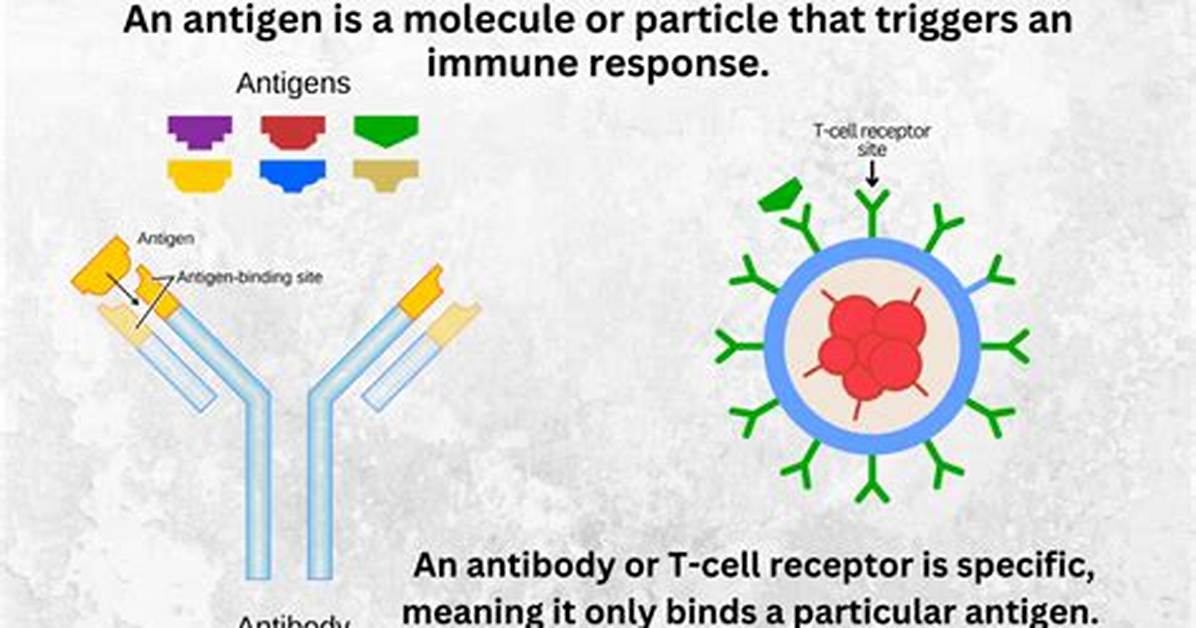 Does Antigen Stimulate Immune Response?