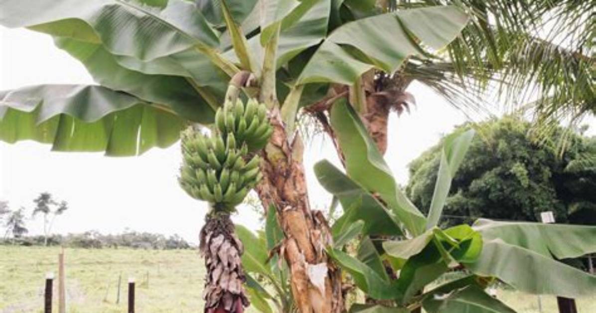 Does Antigua Grow Bananas