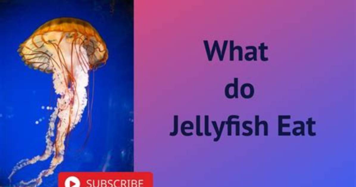 Does Anything Eat Jellyfish?
