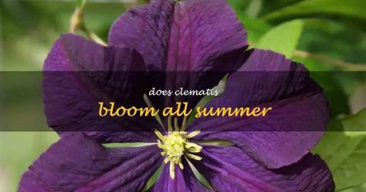 Does Aquilegia Bloom All Summer?