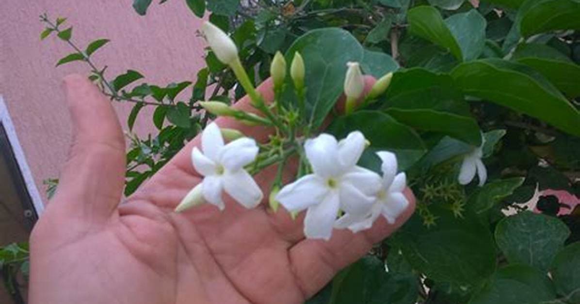 Does Arabian Jasmine Attract Bees