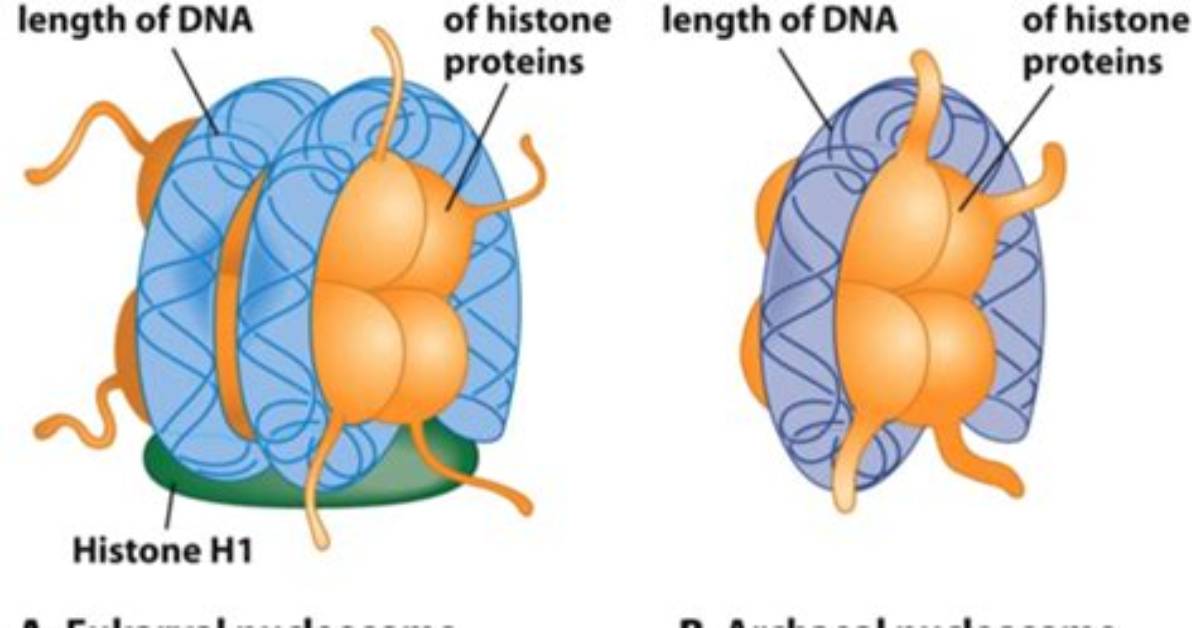 Does Archaea Have Dna?