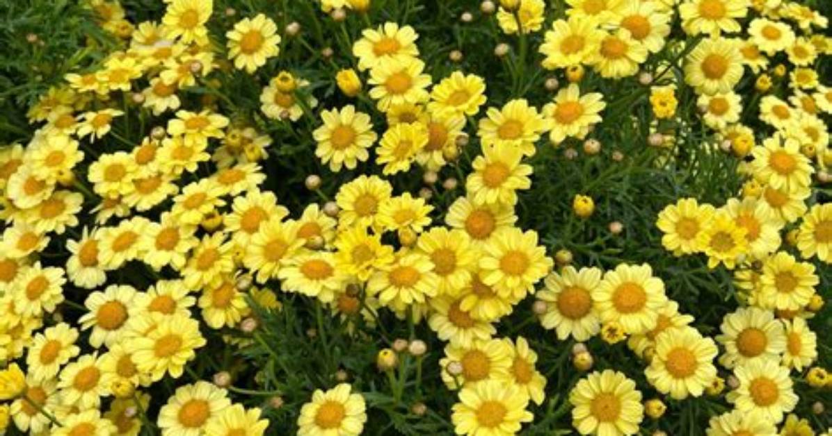 Does Argyranthemum Like Full Sun?