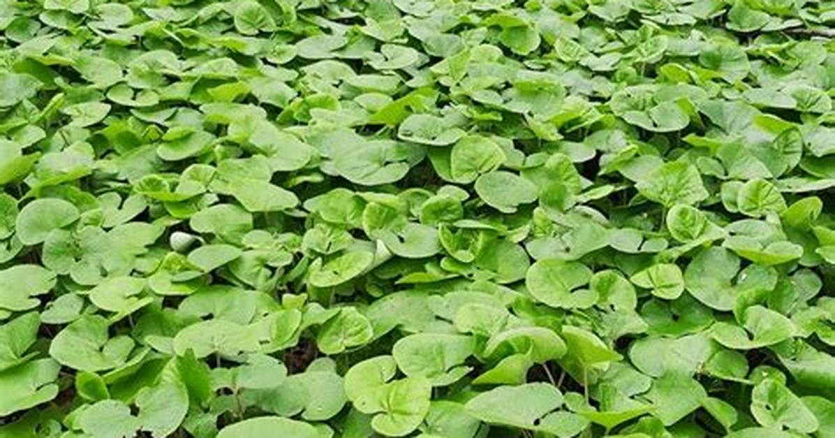 Does Asarum Spread