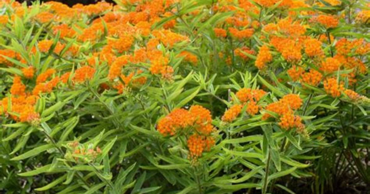 Does Asclepias Tuberosa Spread?