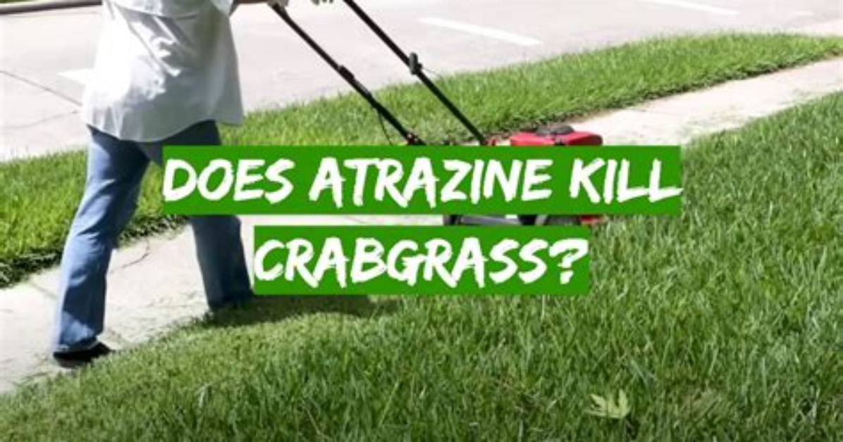 Does Atrazine Kill Bahia Grass?