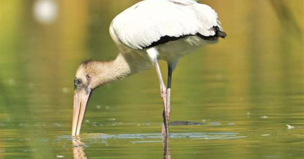Does Australia Have Storks?