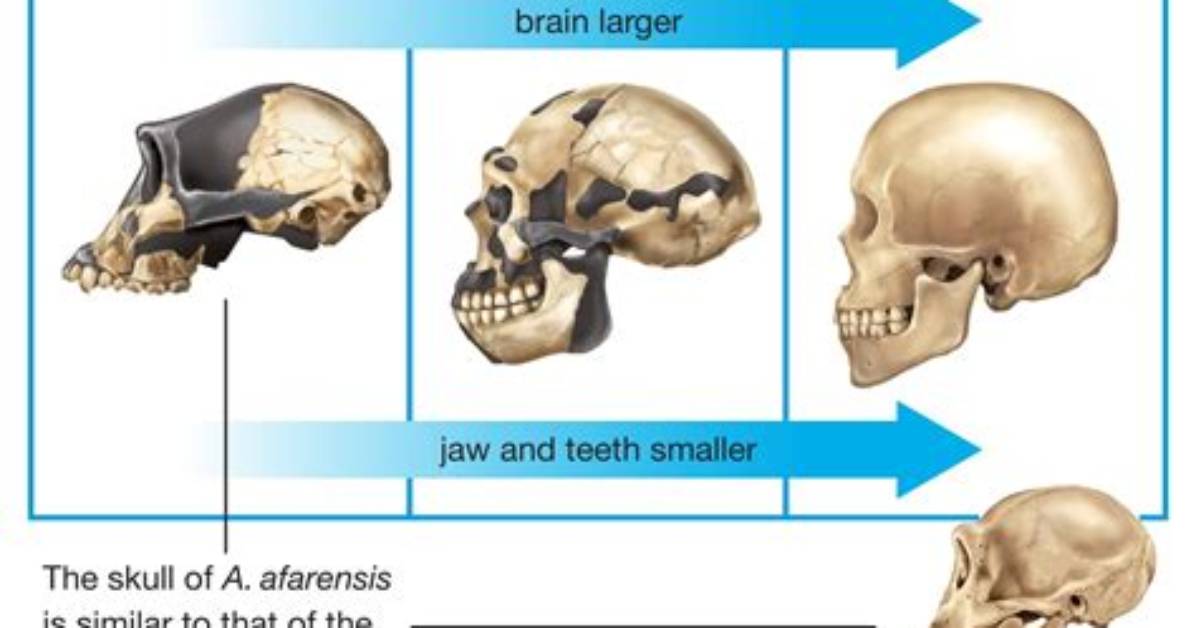 Does Australopithecus Afarensis Have a Sagittal Crest?
